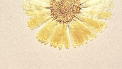 delicate dried yellow daisy flower on soft beige paper background for botanical art print or nature craft design

