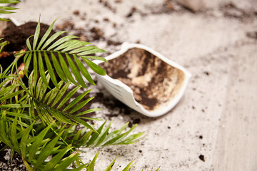 Green plant with broken pot and soil scattered on the floor, creating a natural and organic atmosphere, highlighting the beauty of indoor gardening and nature's resilience