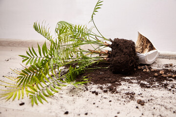 Potted plant has fallen over, spilling soil and roots onto the floor, creating a messy scene that...
