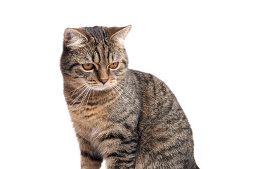 Domestic tabby cat with striking green eyes, sitting gracefully against a white background, showcasing its beautiful fur patterns and inquisitive expression, 