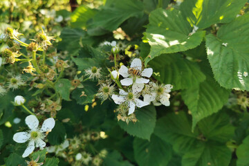 Close-up view of white flower on blackberry bush, surrounded by lush green leaves, illuminated by...