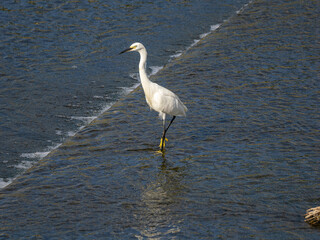 河川の堰を歩くチュウサギ