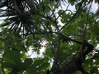 Fig tree branches with green leaves against a bright sky