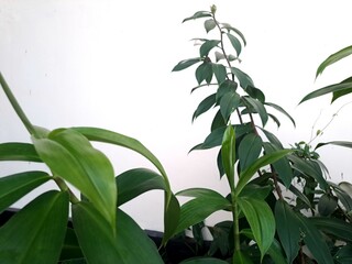 Pacing pentul ( Costus spicatus ) is a medicinal plant that belongs to the ginger family ( Zingiberaceae). 