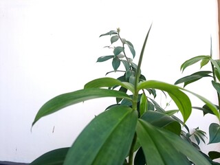 Pacing pentul ( Costus spicatus ) is a medicinal plant that belongs to the ginger family ( Zingiberaceae). 