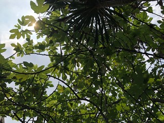 Looking up at fig tree branches with sunlight shining through leaves