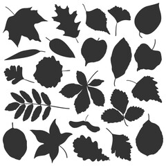 Set of autumn leaf silhouettes in black. Minimal vector collection of forest and garden foliage for seasonal or botanical design.