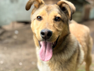 A dog in the countryside. Dog with tongue sticking out.