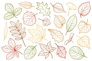 Outline vector set of autumn leaves. Hand drawn colorful linear foliage for seasonal design, botanical projects and coloring pages. © Colomba Rossa