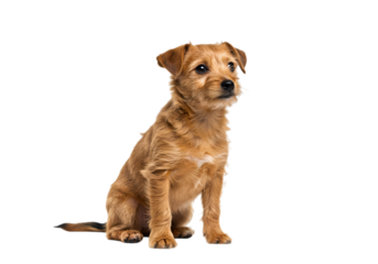 Reddish-Brown Terrier Mix Dog Sitting Against White Background: Perfect for Pet Websites, Blogs, and Veterinary Practices
