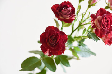 Obraz premium スプレーばら