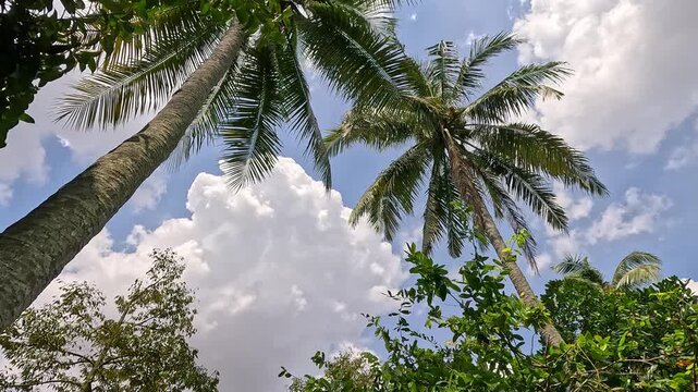 Low-angle view of tall coconut palm trees swaying under a partly cloudy blue sky in a lush tropical rural area of the Mekong Delta, Vietnam.