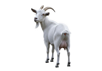 Obraz premium White goat isolated on transparent background, a domestic farm animal with horns and an udder
