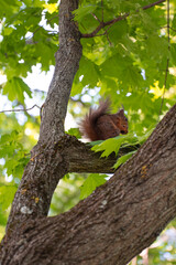 Squirrel Eating a Nut on a Tree Branch