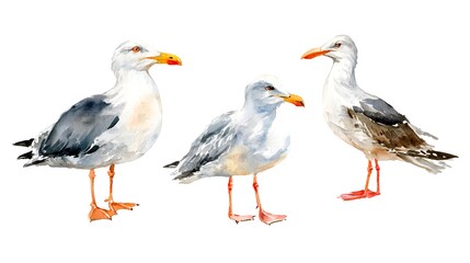 Obraz premium Watercolor illustration of an isolated standing seagull and seagull with stretched wings on a white background. Painting of a sea bird - seagull set