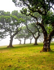Fototapeta premium Misty forest, line of trees