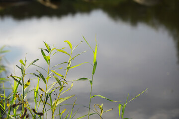 Peaceful Lakeside with Tall Green Grass and Reflective Water in Natural Setting