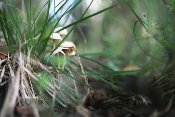 Mushrooms Growing in Wild Forest Green Foliage Close-up Natural Habitat