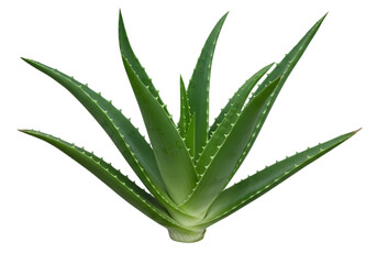 Obraz premium Vibrant Green Aloe Vera Plant Isolated on White Background