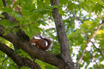 Squirrel Climbing a Tree in the Forest