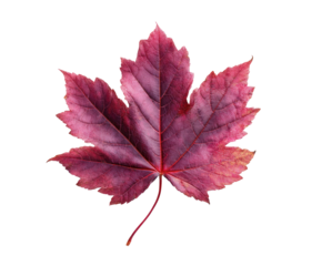 Close-up of a vibrant crimson-purple maple leaf
