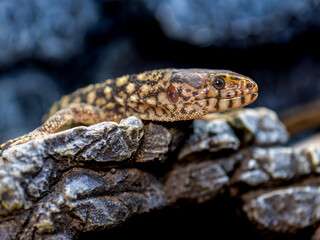 イボヨルトカゲのアップ