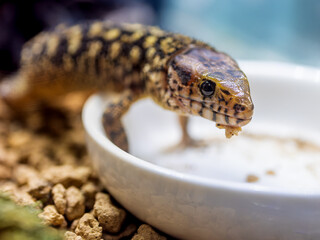 イボヨルトカゲのアップ