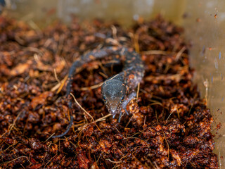 イボヨルトカゲのアップ