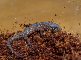 イボヨルトカゲのアップ