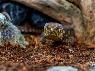 イボヨルトカゲのアップ