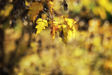 Fototapeta premium Golden Autumn Leaves in Soft Focus with Warm Sunlight and Natural Bokeh