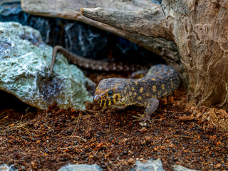 イボヨルトカゲのアップ