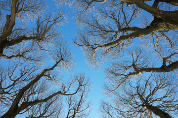 Winter Treeline Silhouette Against Clear Blue Sky - Natural Beauty and Tranquil Nature Scene