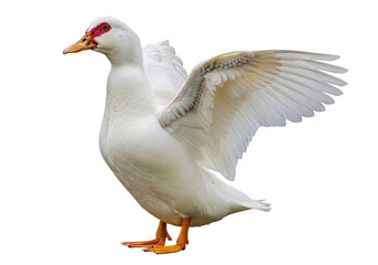 Fototapeta premium A white duck with wings spread, standing on a transparent background, showcasing its feathers and orange beak, a common farm bird