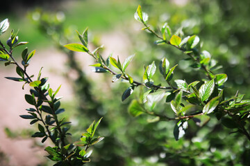 Close-Up of Lush Green Foliage in Sunlight for Nature and Botanical Studies