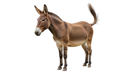 Obraz premium Brown donkey standing isolated on transparent background