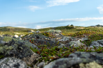 Rolling hills in Norway on a summer day
