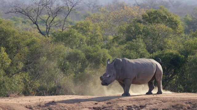 White rhino bull using his midden