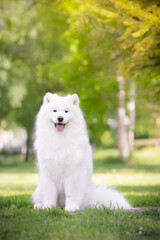 cute samoyed spitz dog breed photo