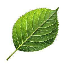 Obraz premium Detailed green leaf isolated on transparent background, showcasing intricate veins