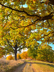 Fototapeta premium Via Transilvanica trail among oak trees in autumn colours