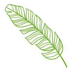 Linear banana palm leaf. Decorative image of tropical foliage and plant.