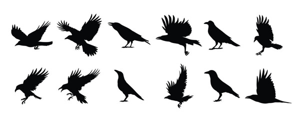 Crow bird silhouettes illustration set