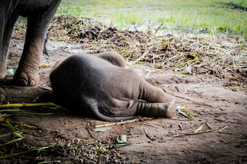 the baby elephant on the ground with dramatic tone
