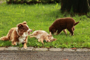 Three dogs are playing in a grassy area