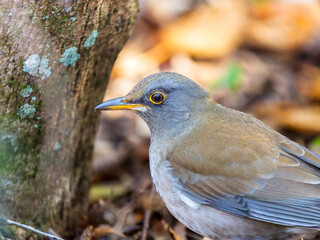 地面を歩くシロハラ