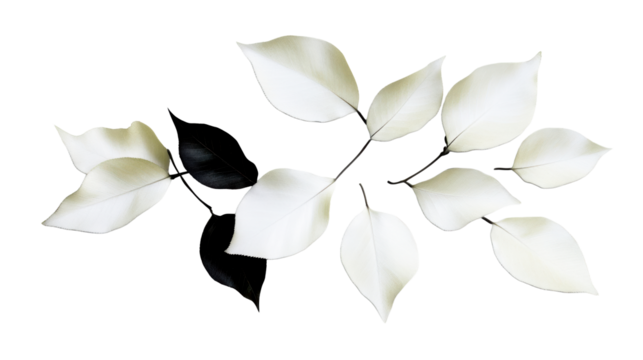 Elegant black and white leaf design on transparent background