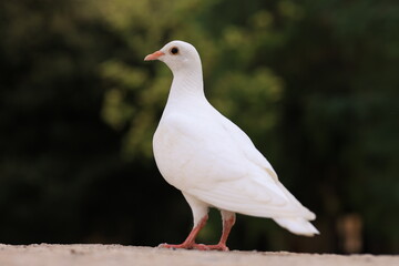 A pure white pigeon stands gracefully on a ledge against a blurred green background. Its delicate features and posture convey peace and elegance.