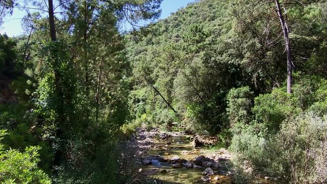 Dense forest crossed by a river at midday. High mountain waters in the middle of the forest. Cazorla National Park. Spain.