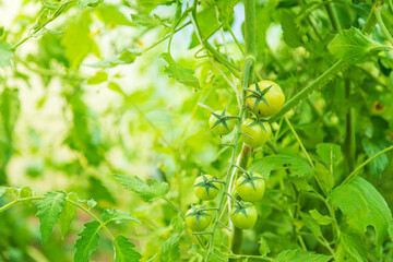 Green tomatoes growing in a greenhouse, close-up. Organic farming concept.